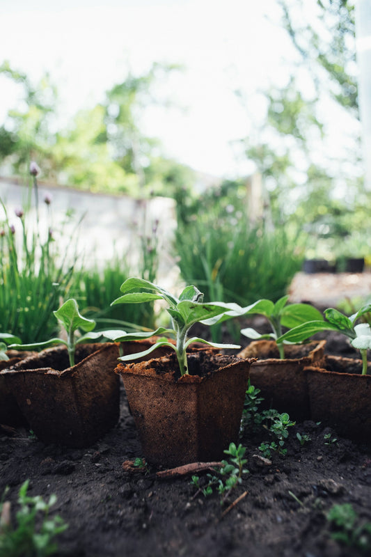 seedlings in pots in a garden