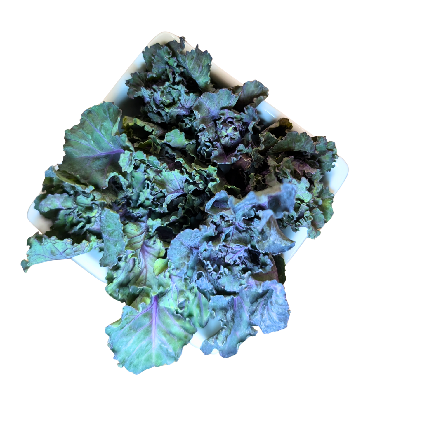 Purple and green kale leaves on a white background