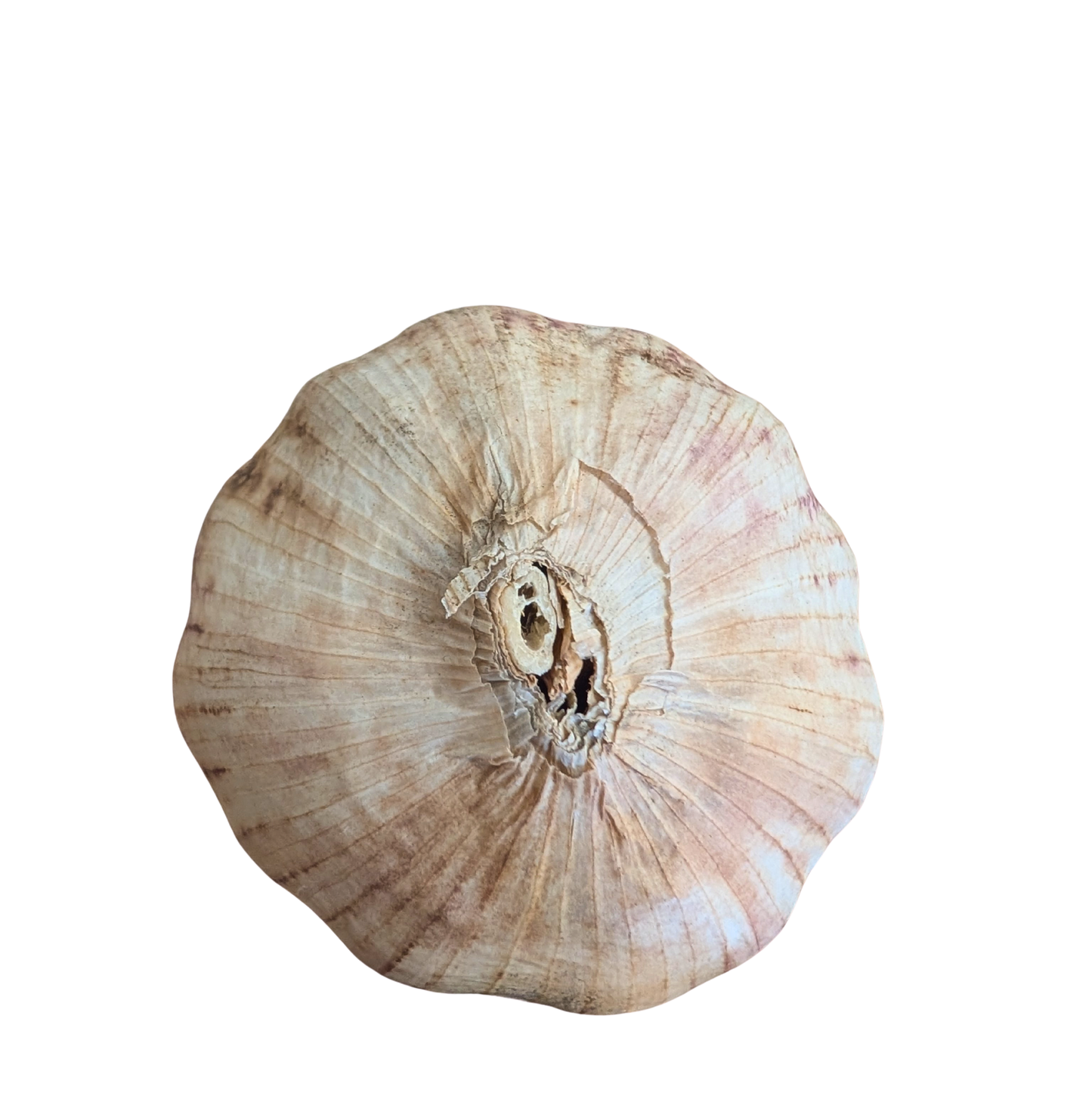 large garlic bulb on white background