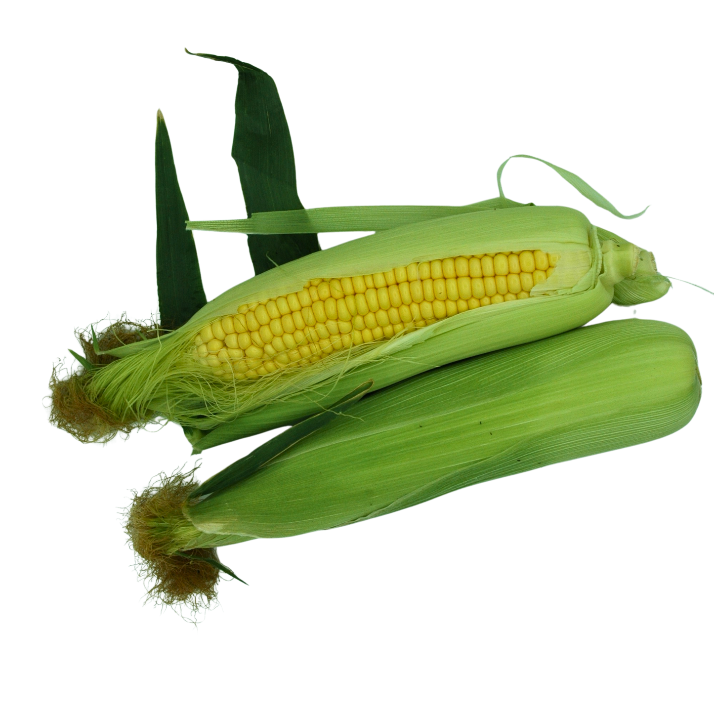 Two ears of corn with green husks on a white background