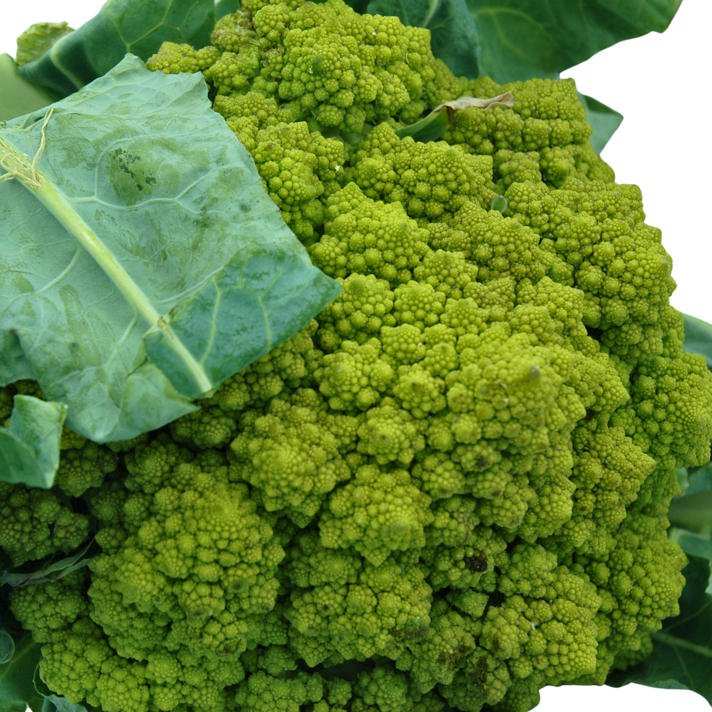 Close-up of a green broccoli head on a white background