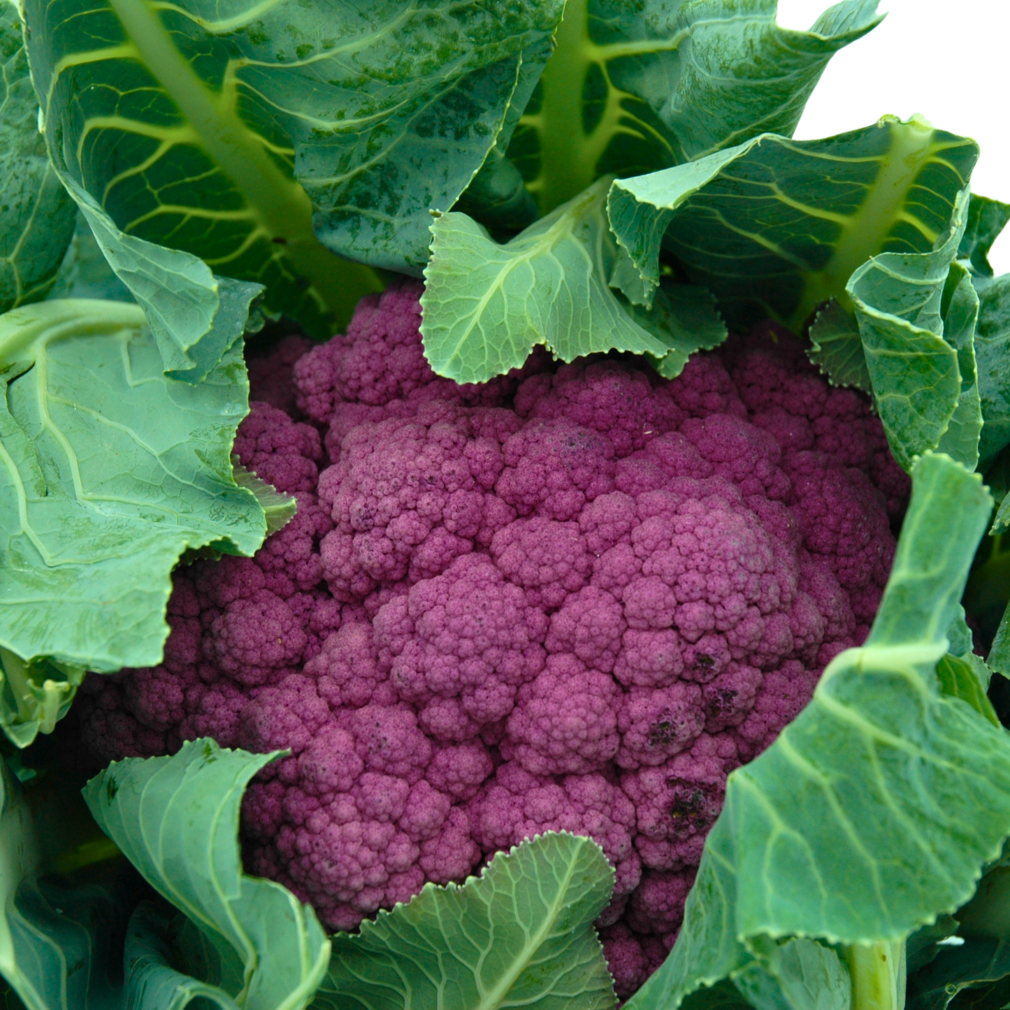 Purple cauliflower surrounded by green leaves on a white background