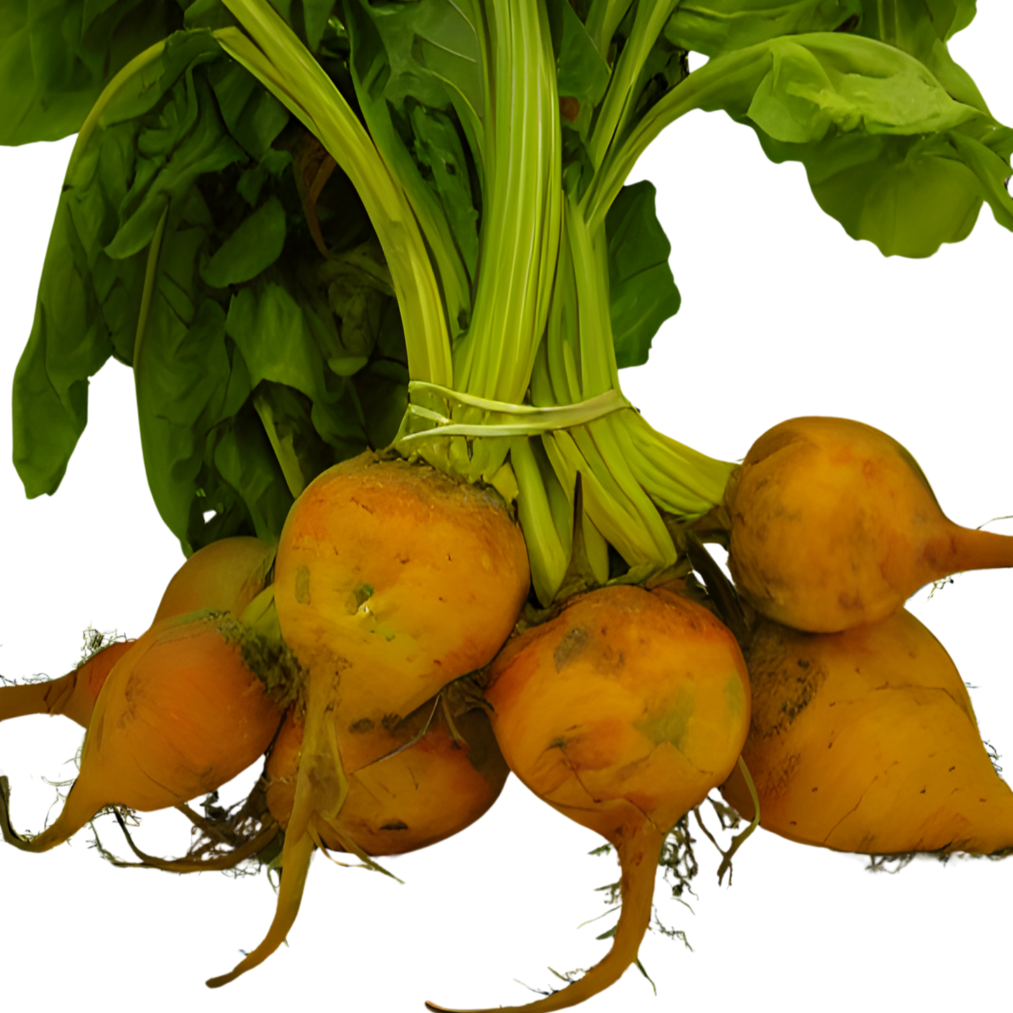 Bunch of yellow beets with green leaves on a white background