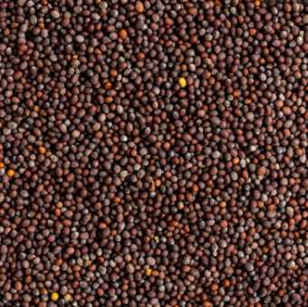 Black Mustard Seeds 50g image 0