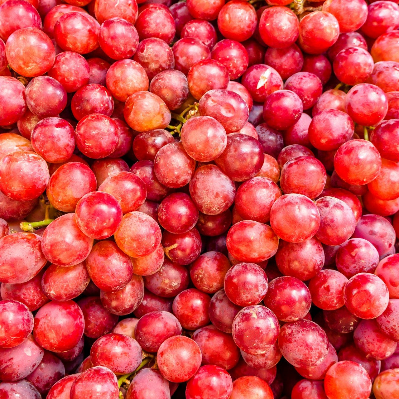 Close-up of red grapes