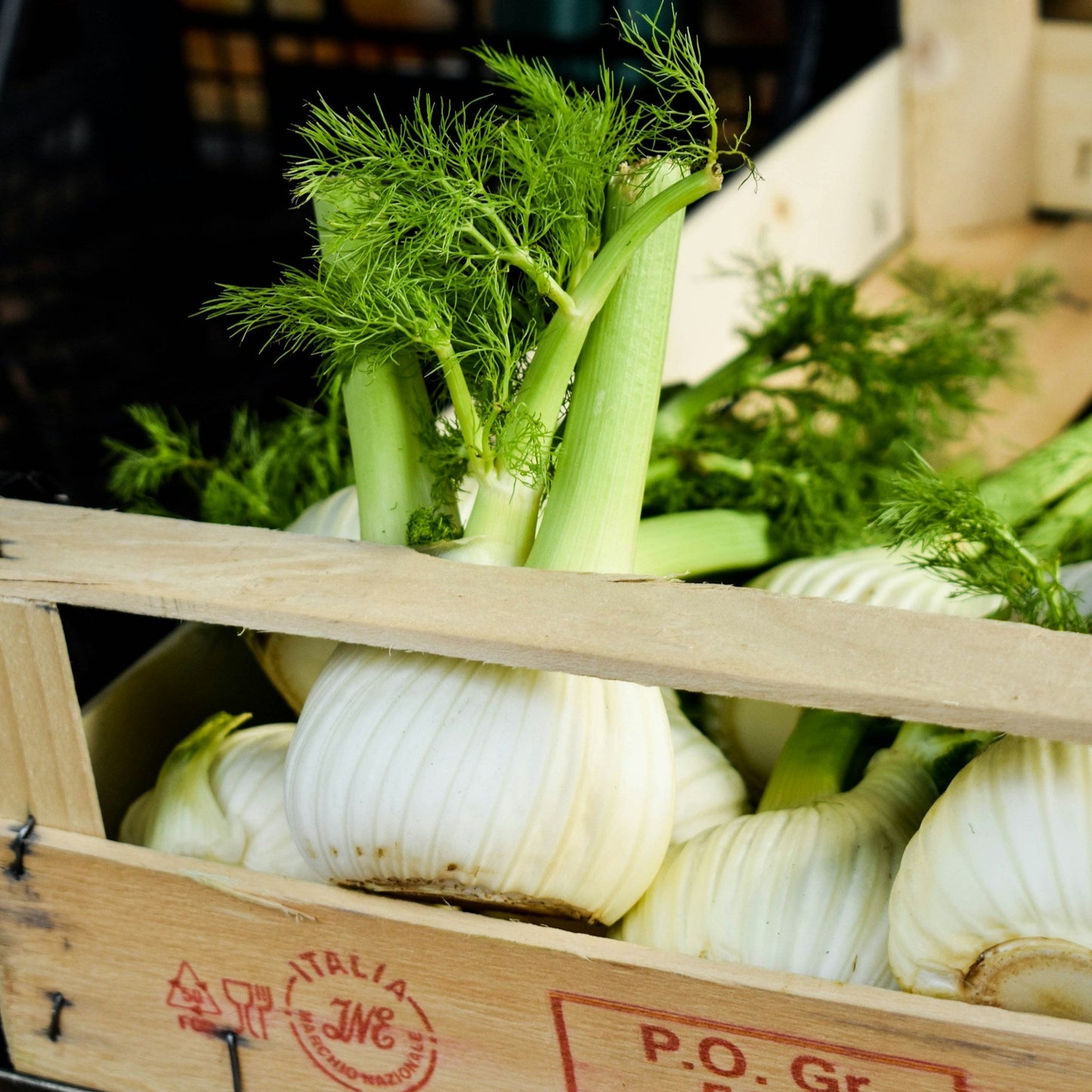 Fennel Bulb