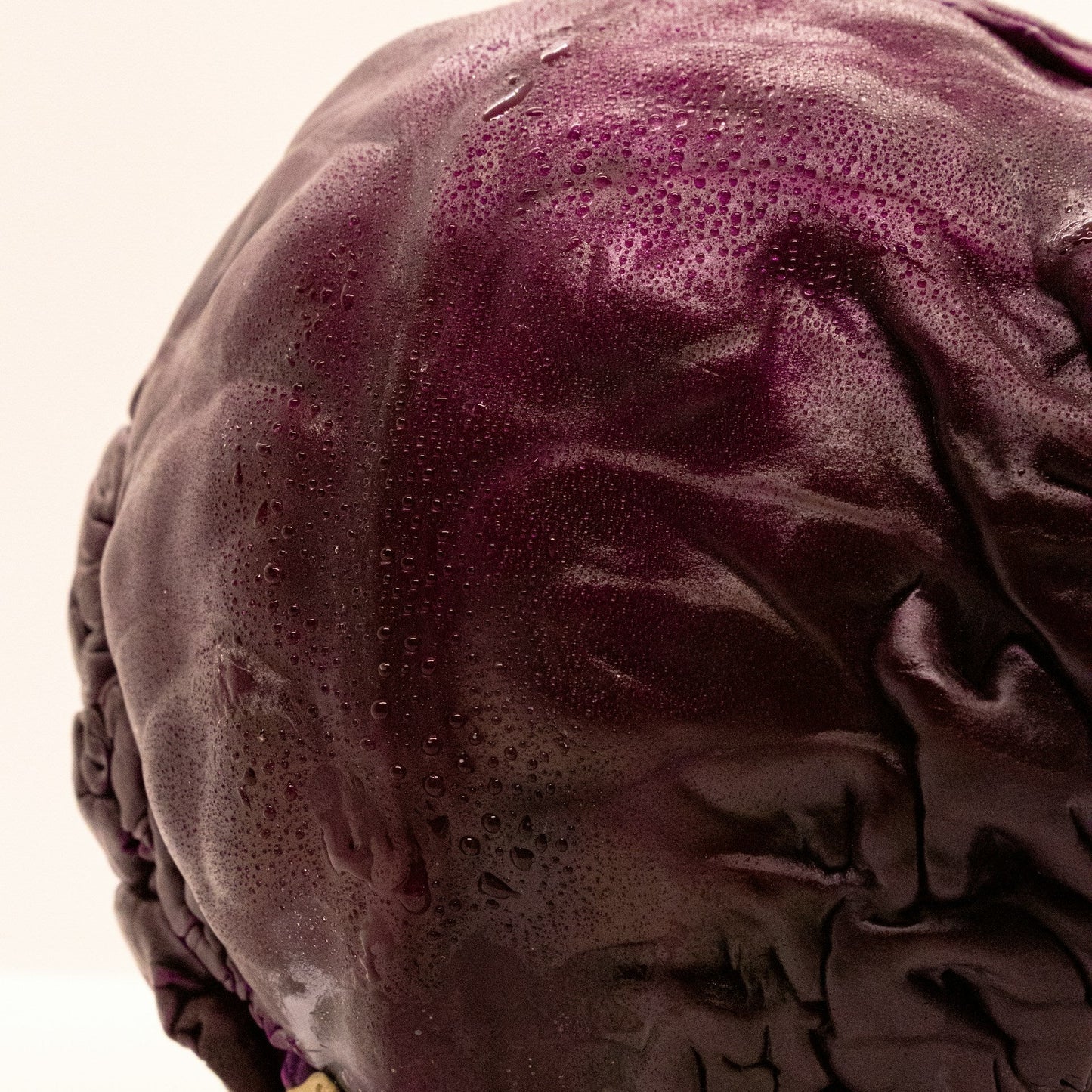 Close-up of a purple cabbage on a white background