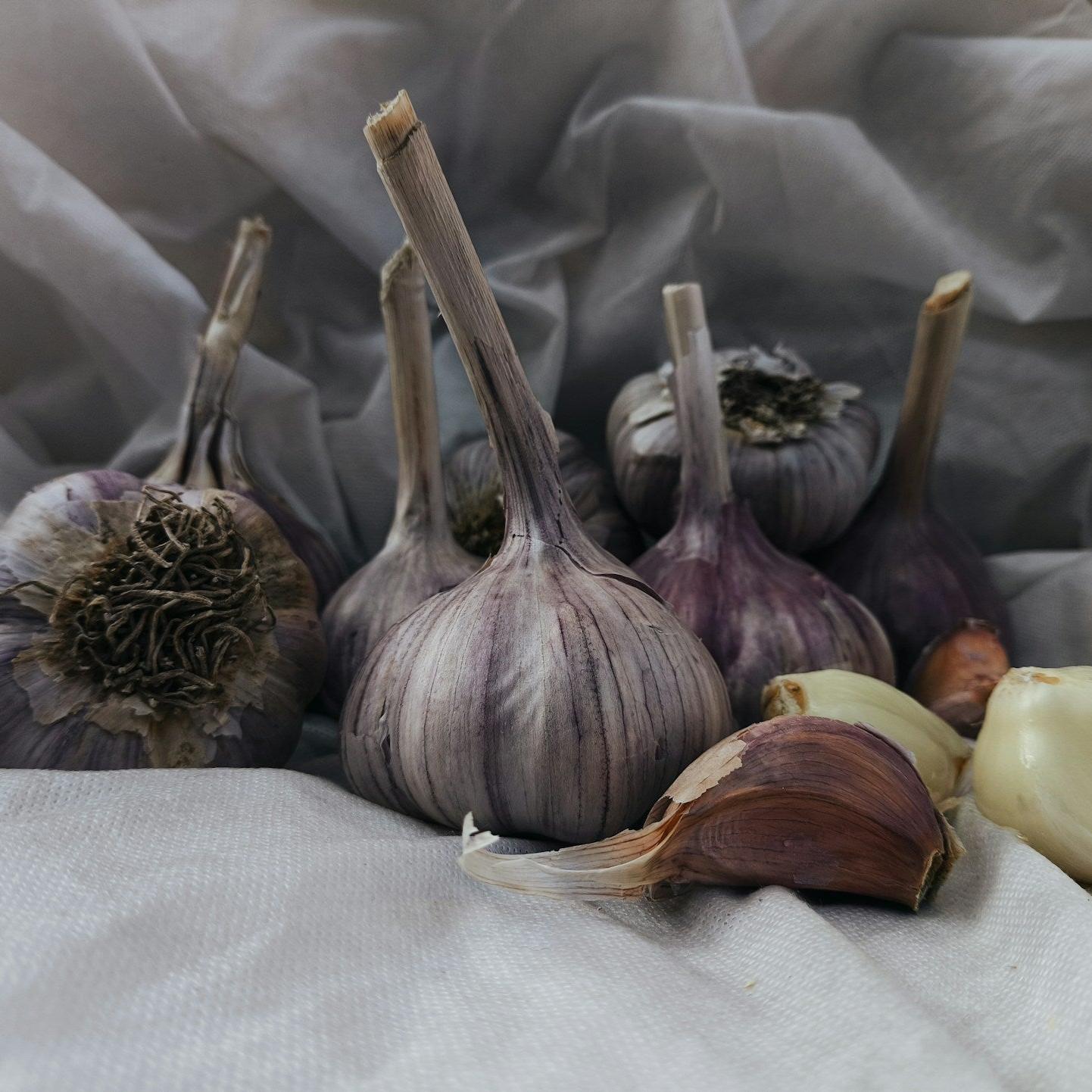 Garlic Bulb
