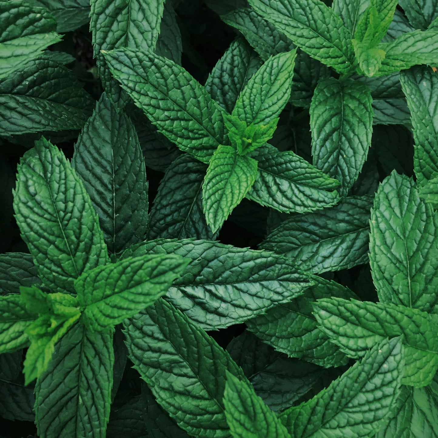 Close-up of green mint leaves