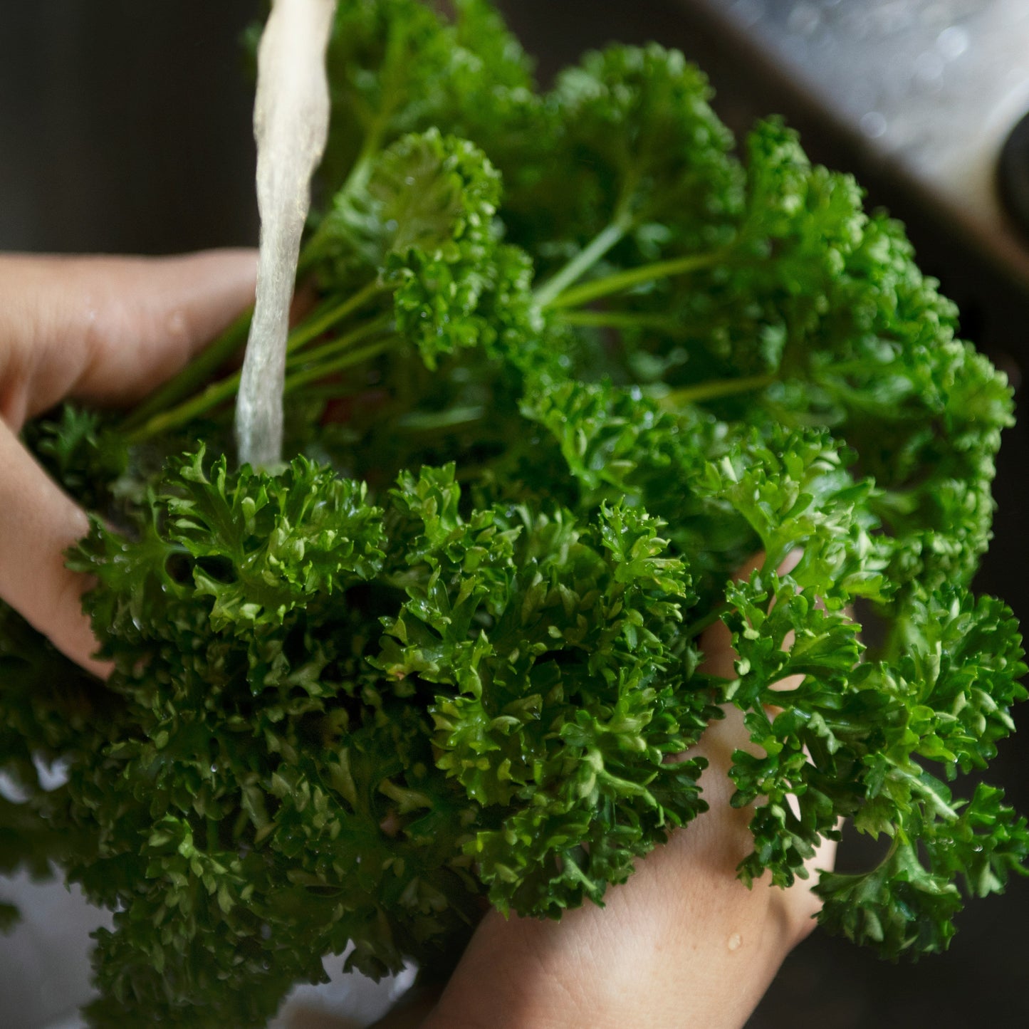 Person holding a bunch of fresh green parsley over a sink under running water