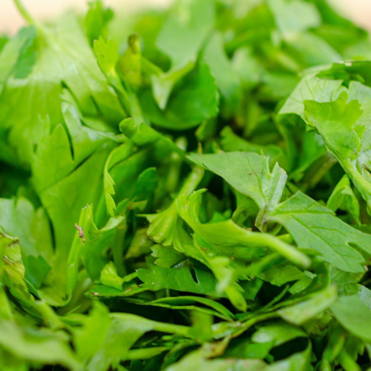Close-up of fresh green leafy coriander