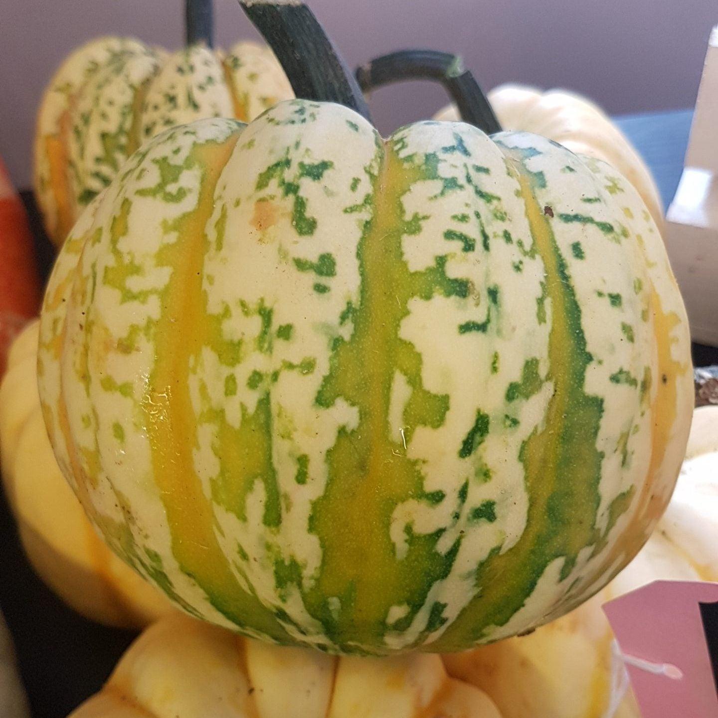Harlequin Squash image 0