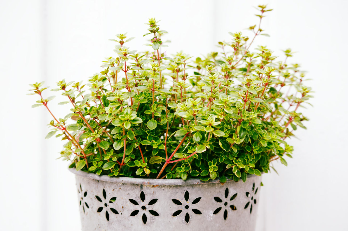 Fresh Thyme min 100g