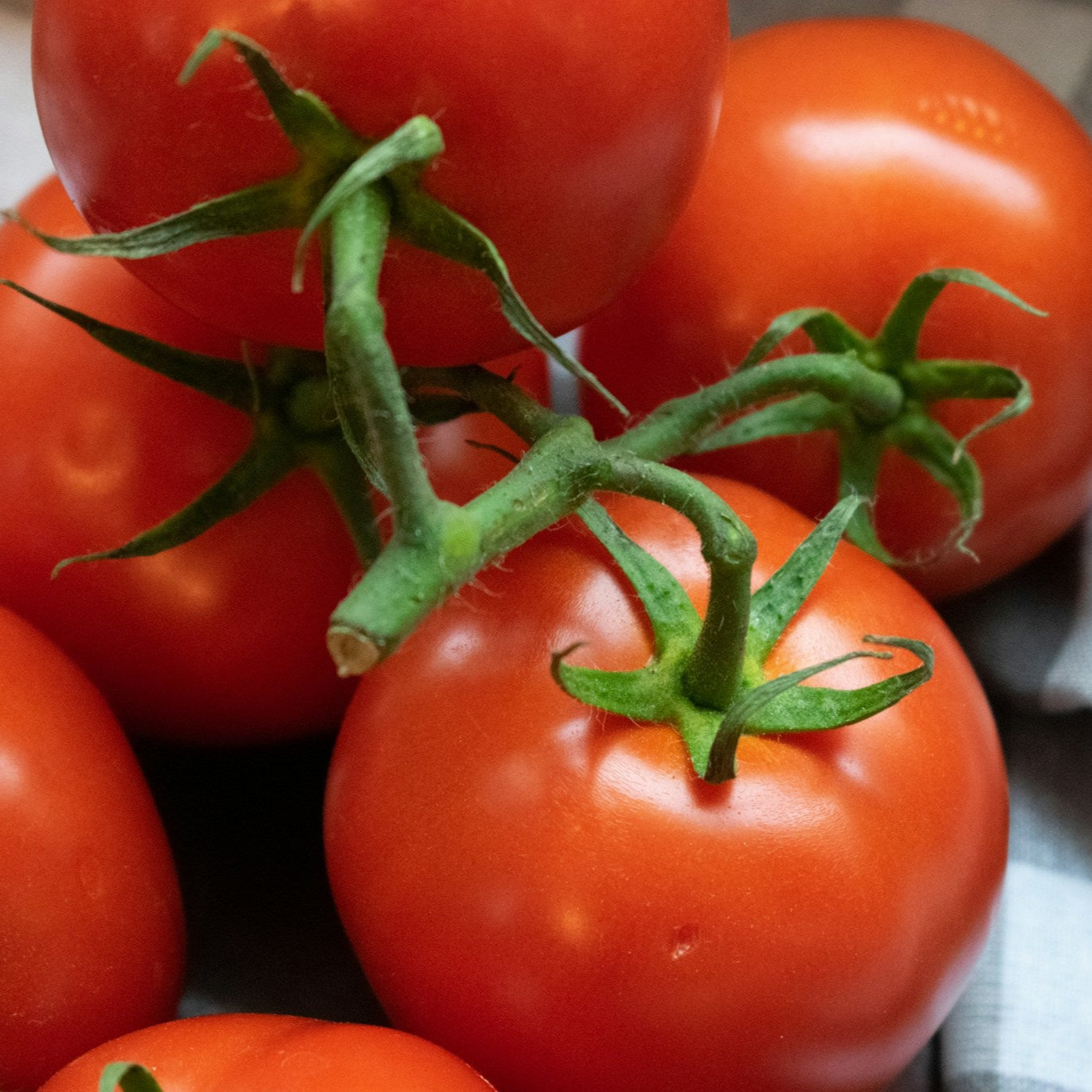 Red tomatoes with green stems on a checkered fabric background