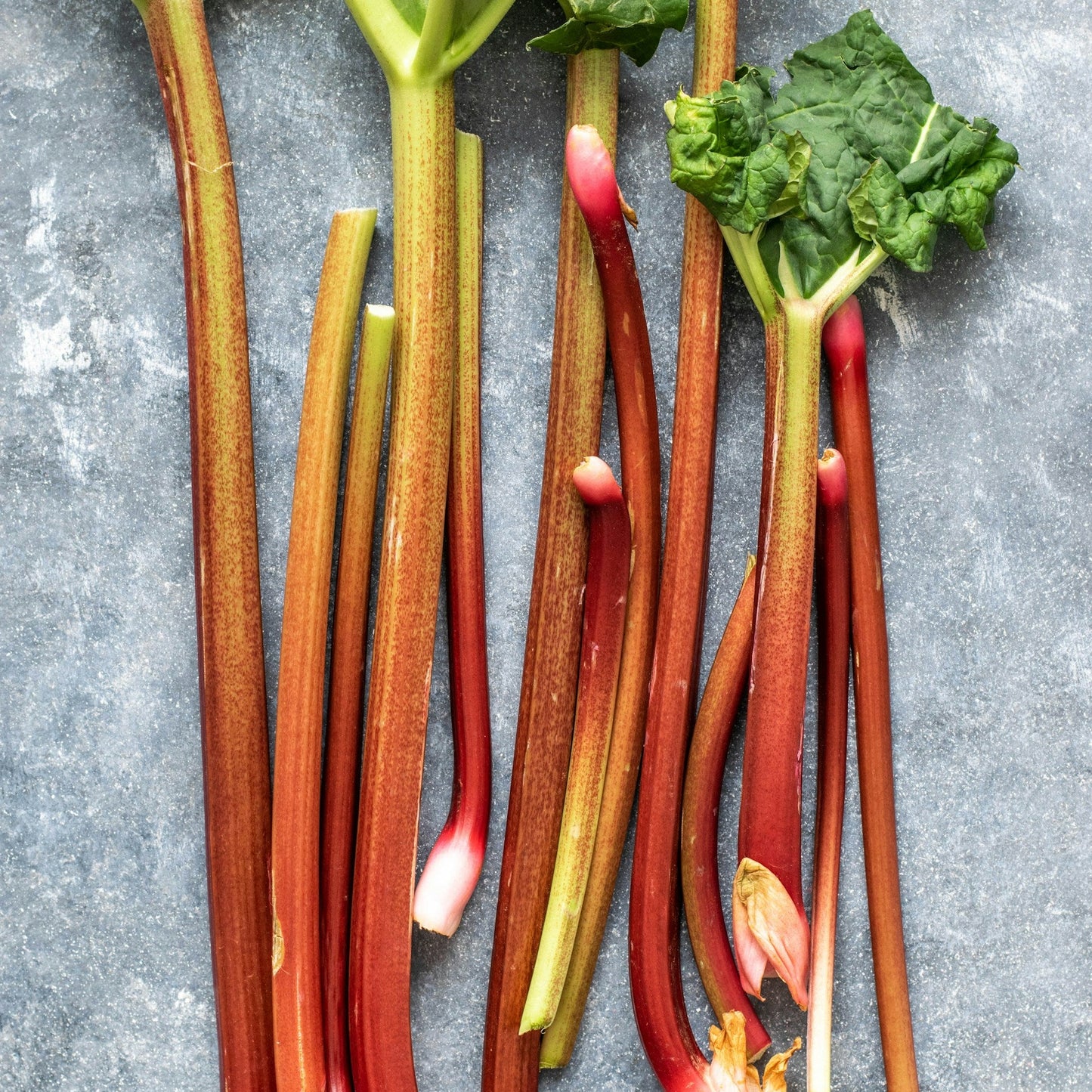 Rhubarb stalks with green leaves on a gray surface