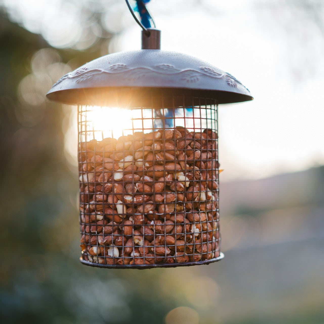 Bird feeder filled with seeds hanging outdoors with a blurred natural background