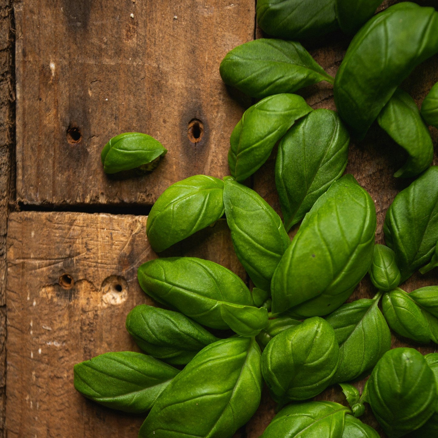 Fresh basil leaves on a wooden surface