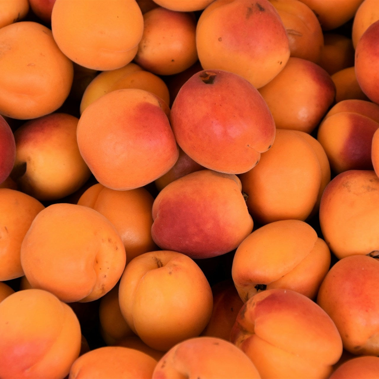 Close-up of a pile of apricots with a focus on their texture and color.