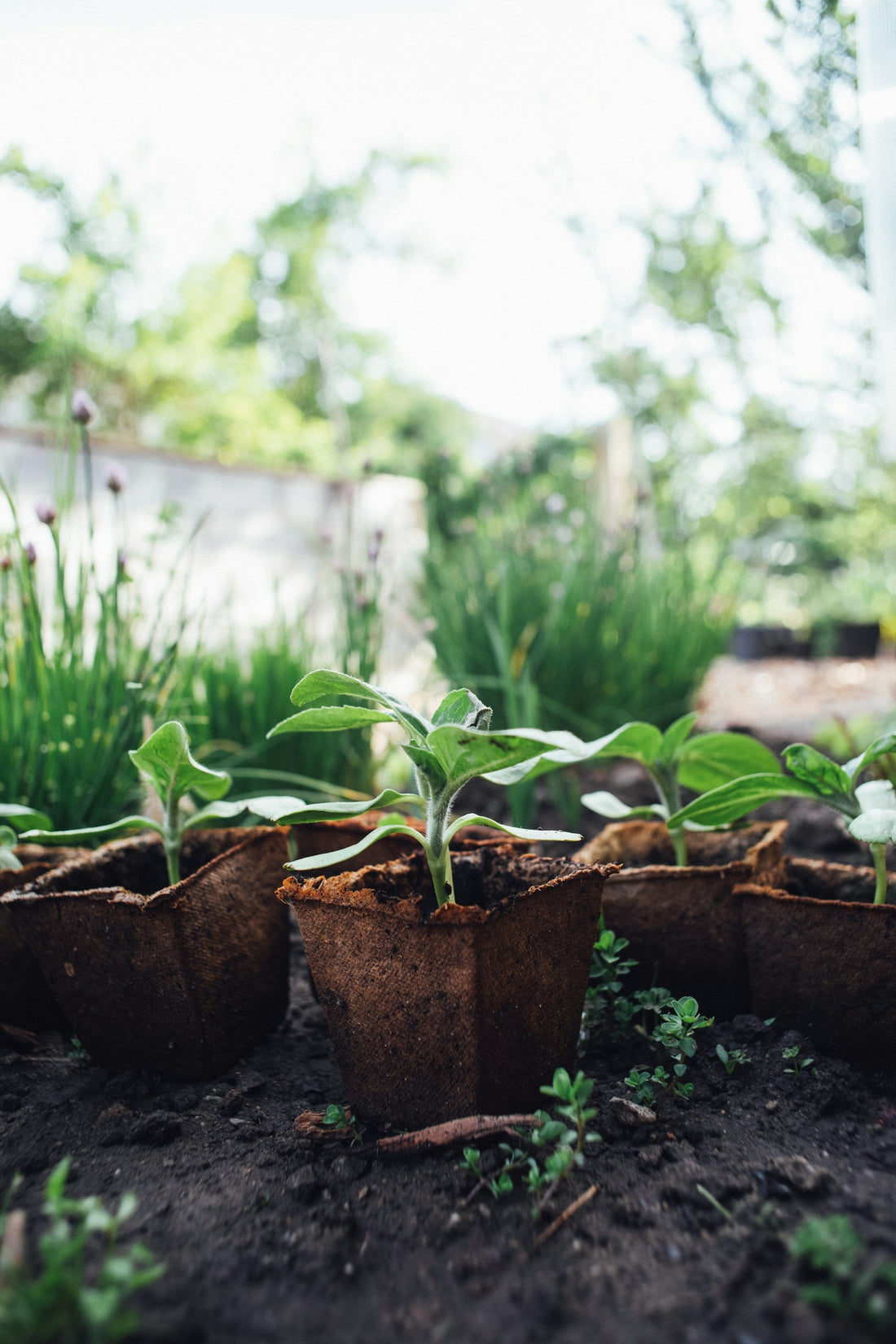 seedlings in pots in a garden