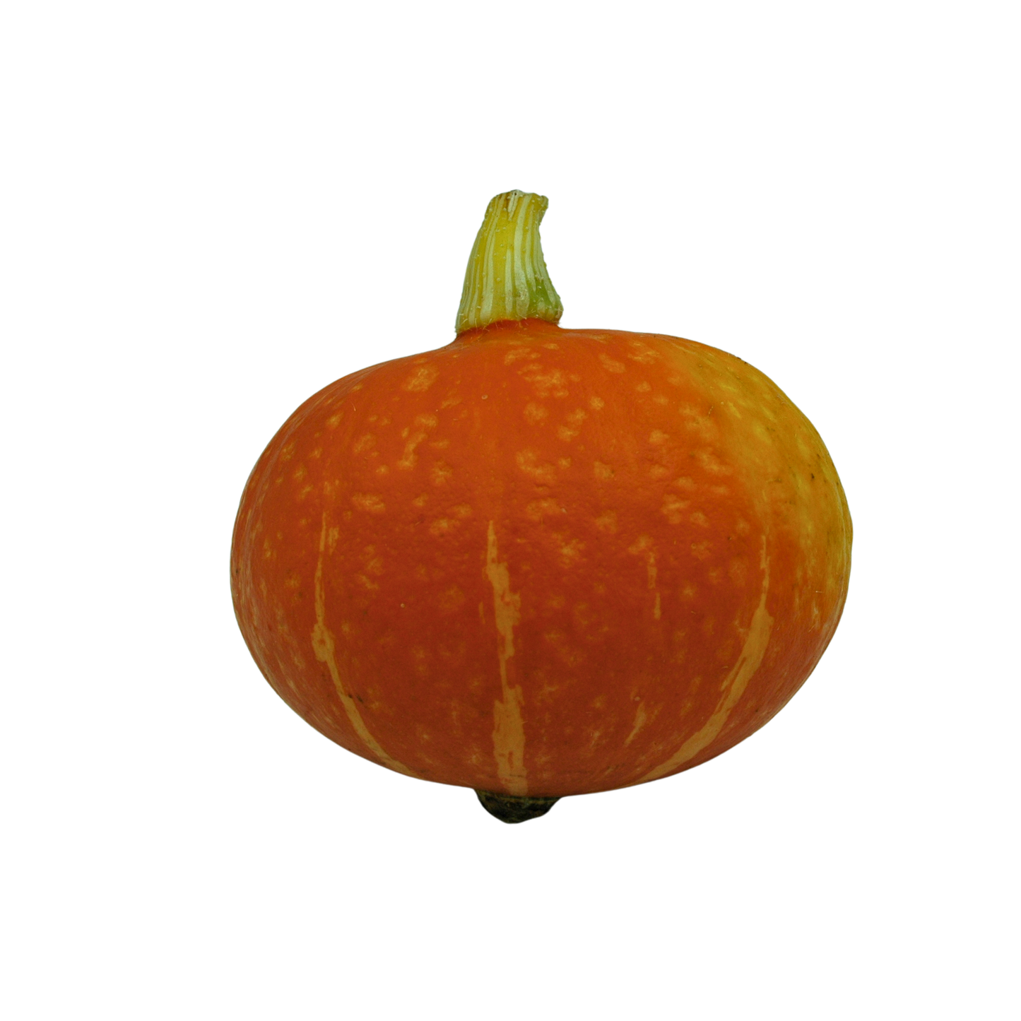 Orange onion squash on a white background