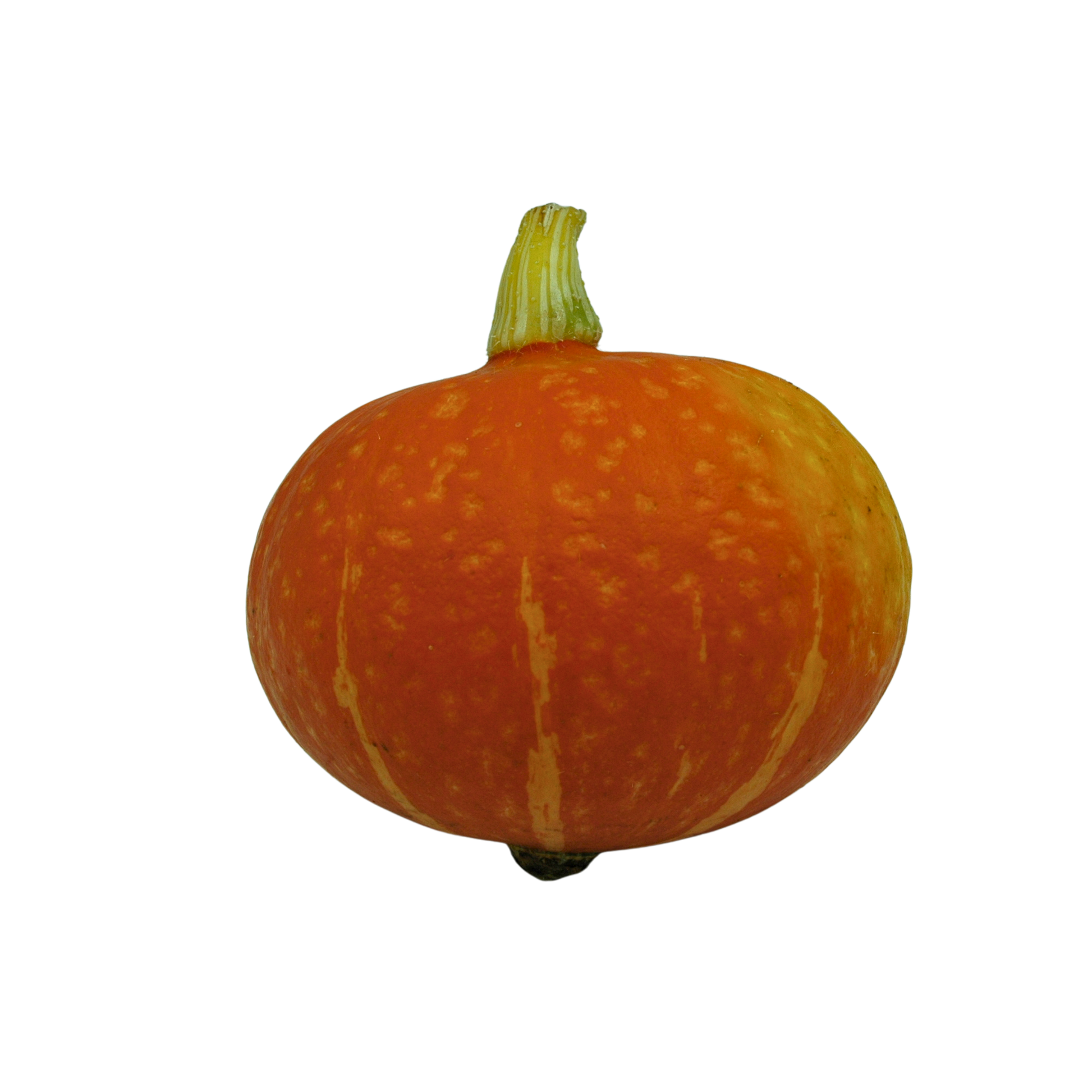 Orange onion squash on a white background
