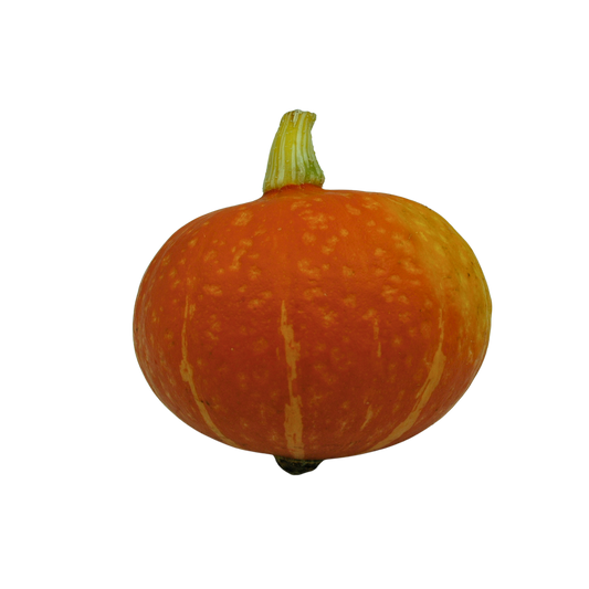 Orange onion squash on a white background