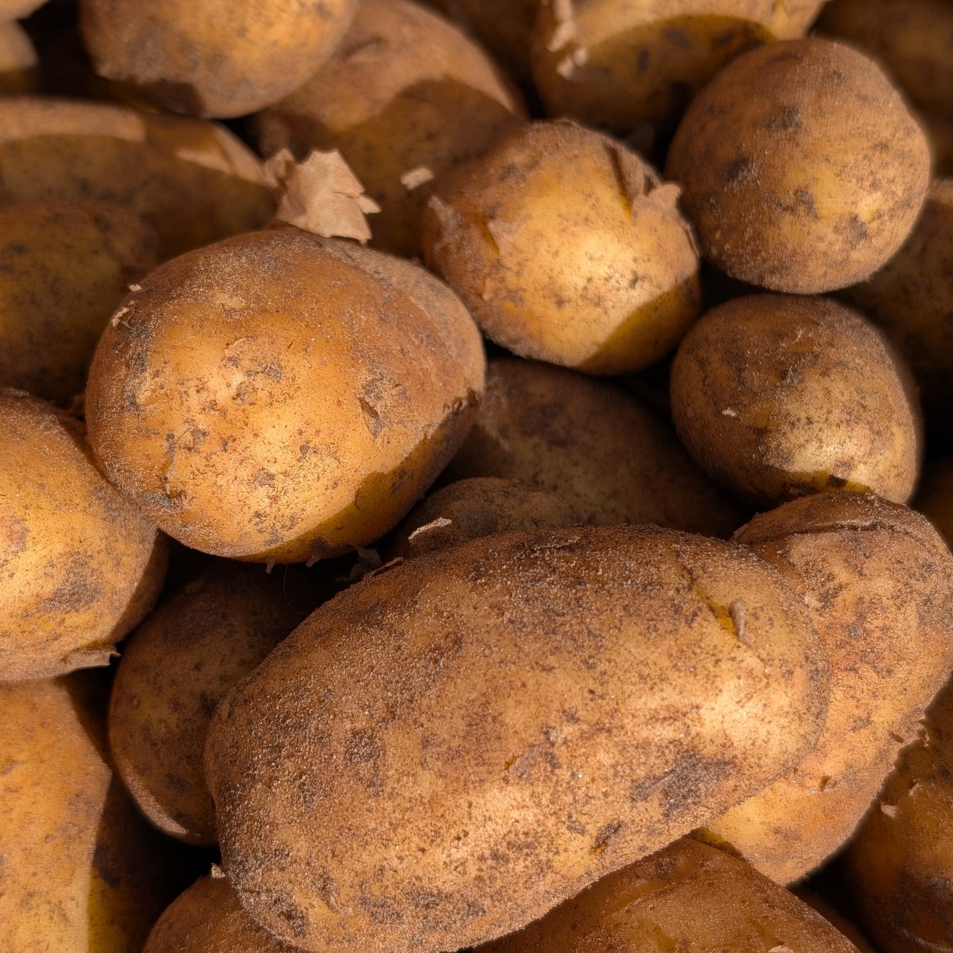 sandy soil covered new potatoes from Suffolk