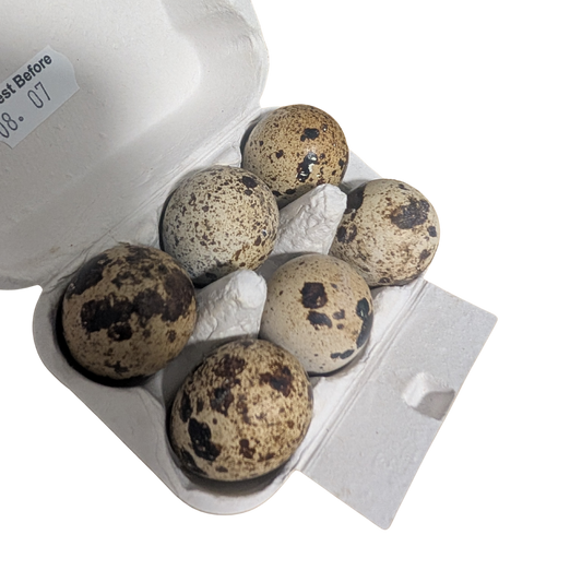 Quail eggs in a cardboard carton on a white background