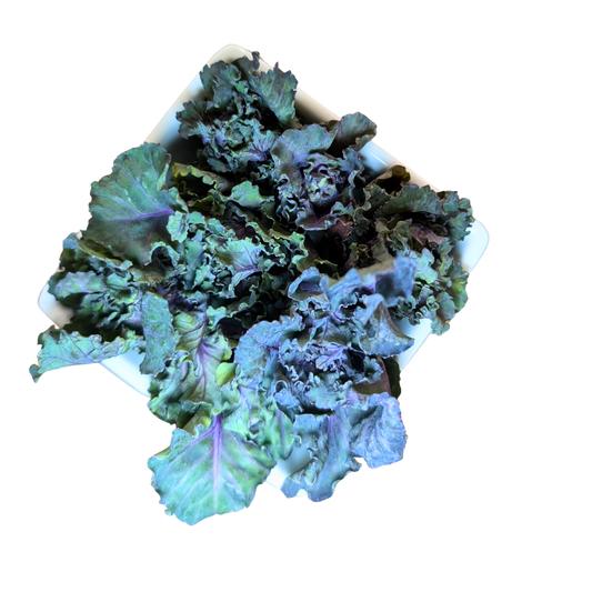 Purple and green kale leaves on a white background