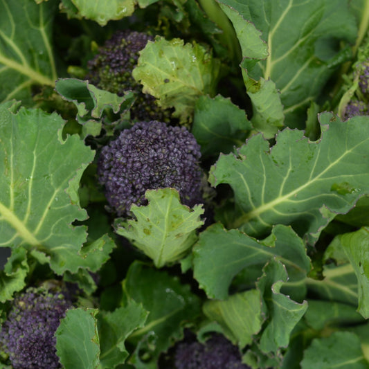 Sprouting Broccoli image 0