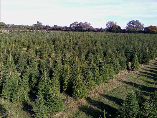 Christmas Tree image 1