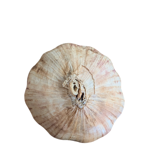 large garlic bulb on white background