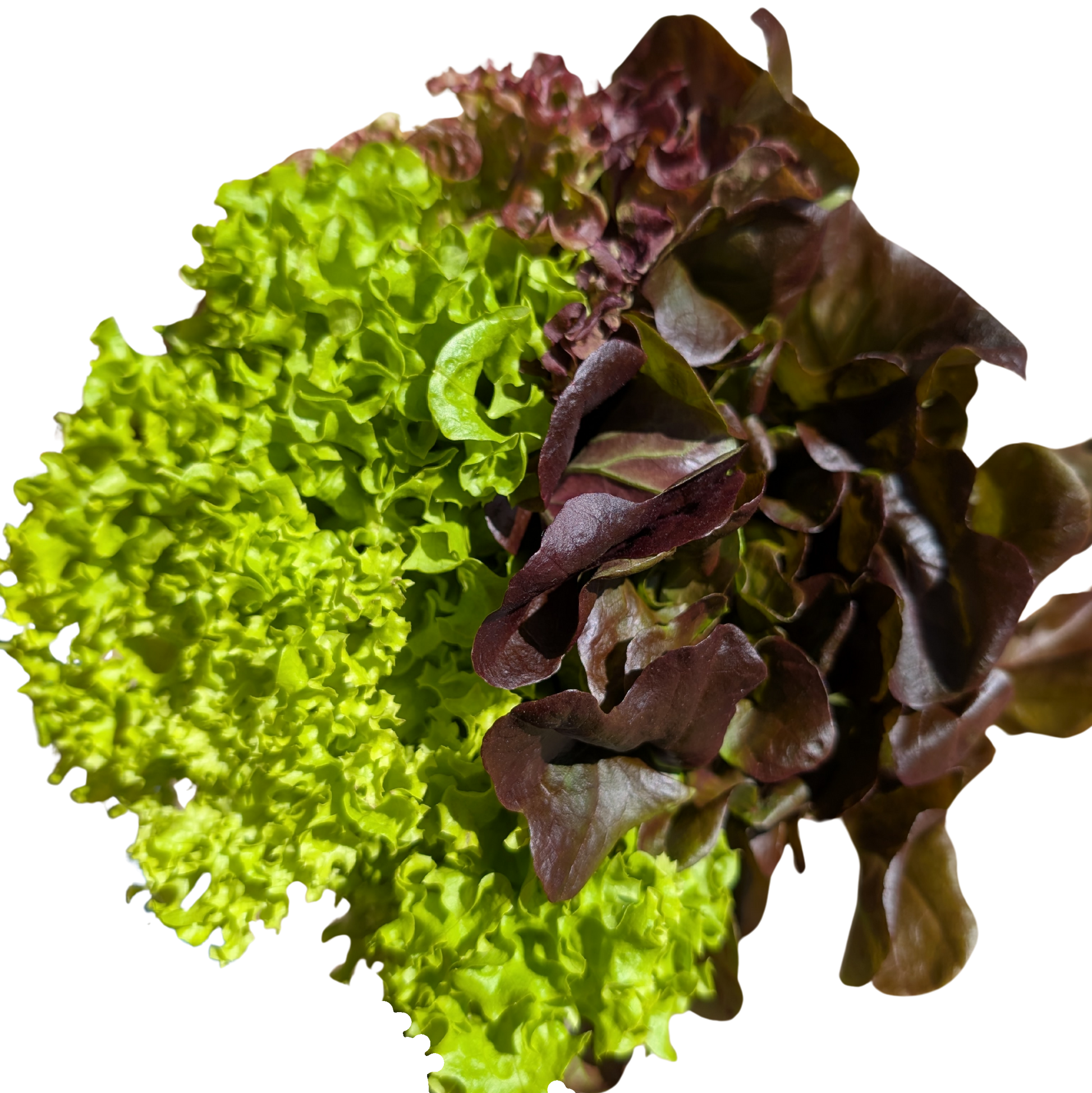 three types of curly lettuce with its roots