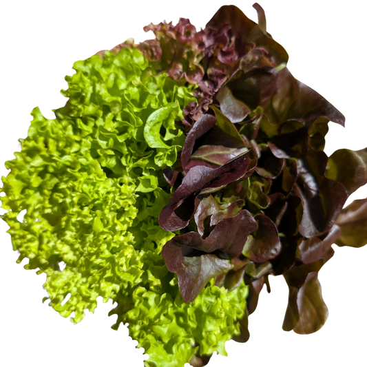 three types of curly lettuce with its roots