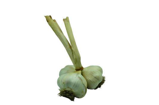 Garlic bulbs with tops on a white background