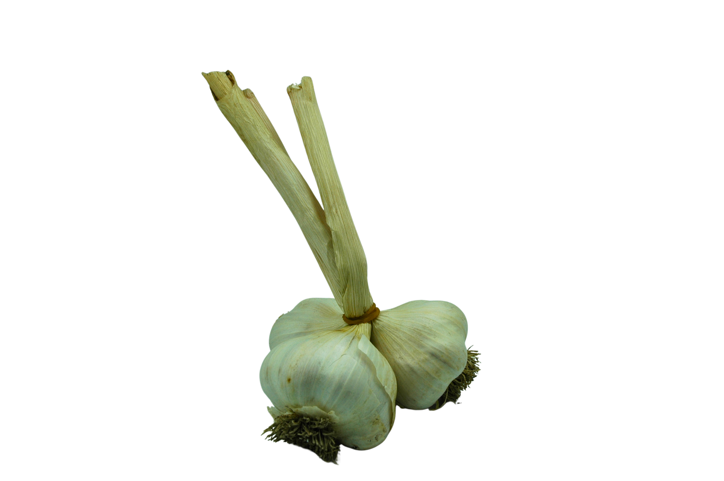 Garlic bulbs with tops on a white background