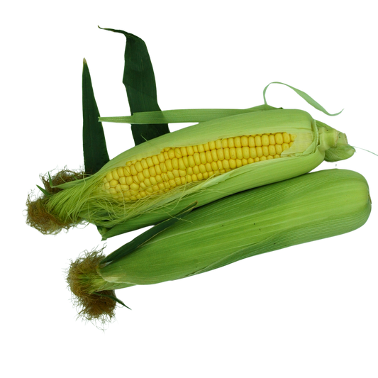 Two ears of corn with green husks on a white background
