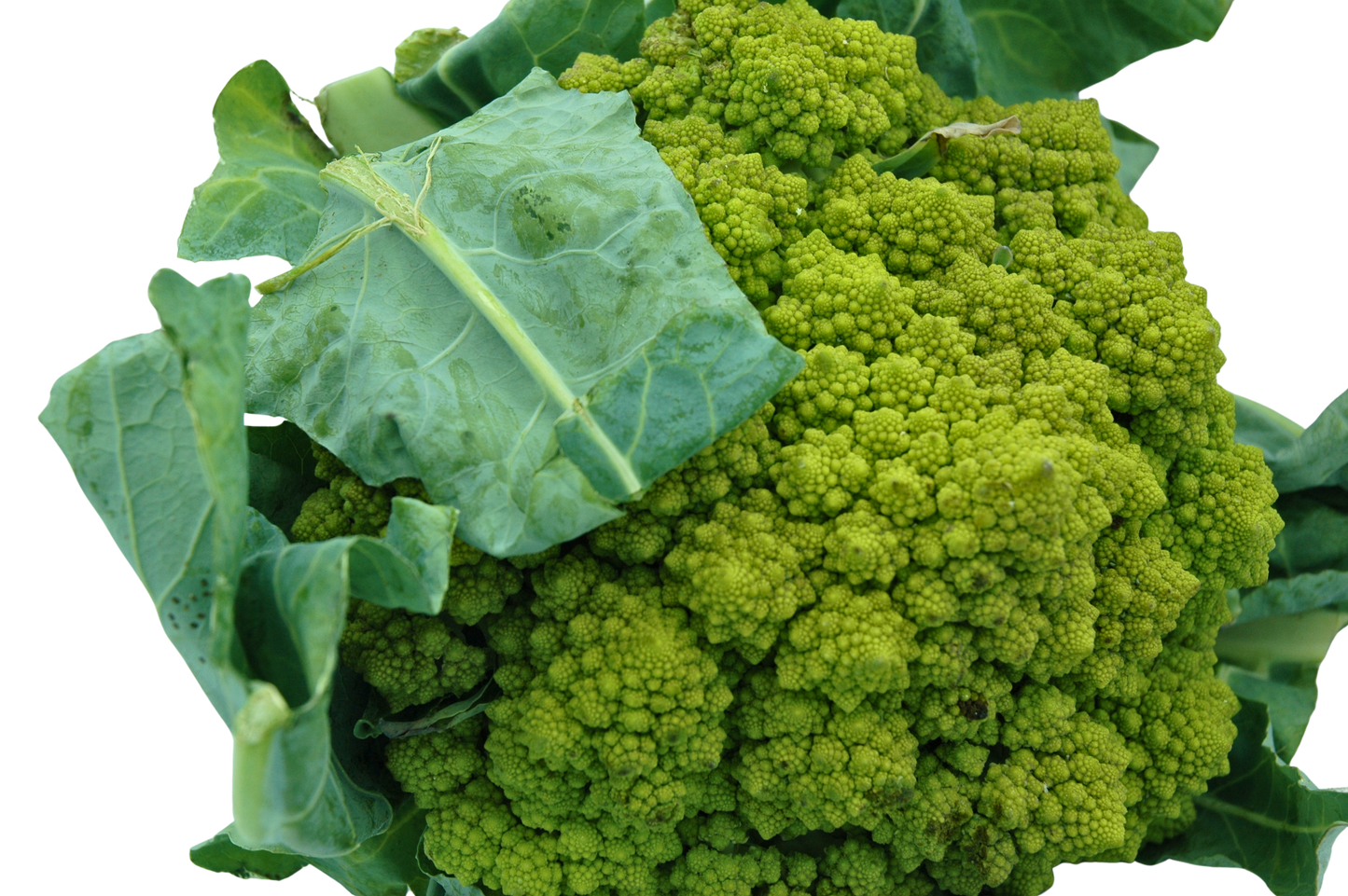 Romanesco Cauiflower