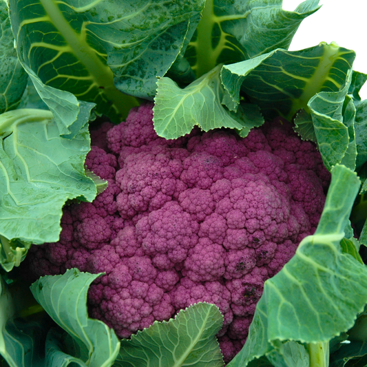 Purple cauliflower surrounded by green leaves on a white background