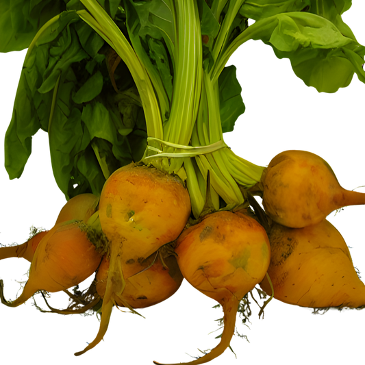 Bunch of yellow beets with green leaves on a white background