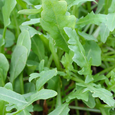 green wild rocket salad leaves