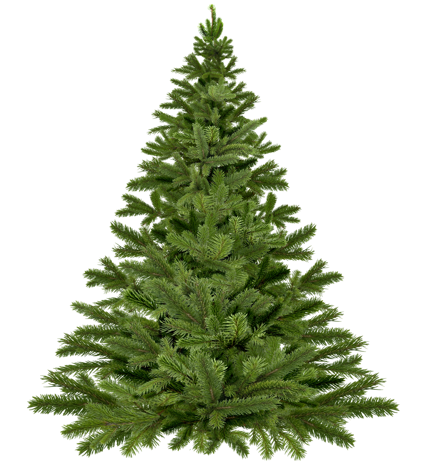 Christmas Tree image 2