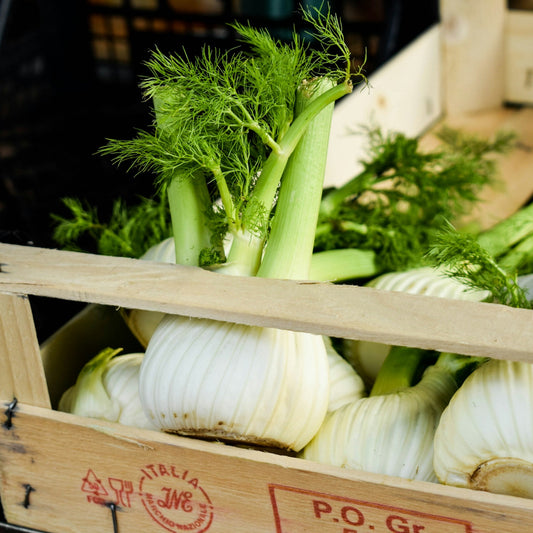 Fennel Bulb
