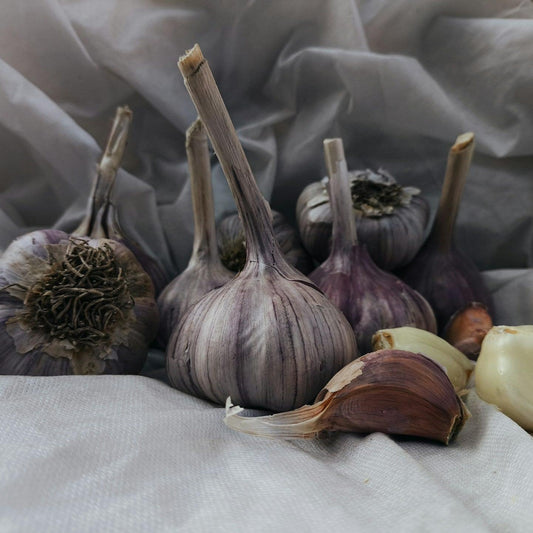 Garlic Bulb