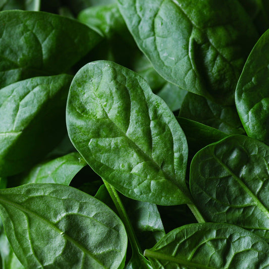 Baby Spinach 200g