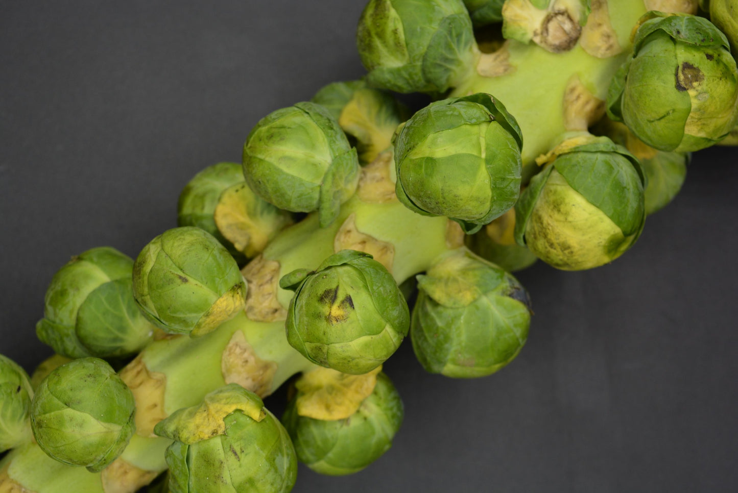 Brussels Sprouts image 0