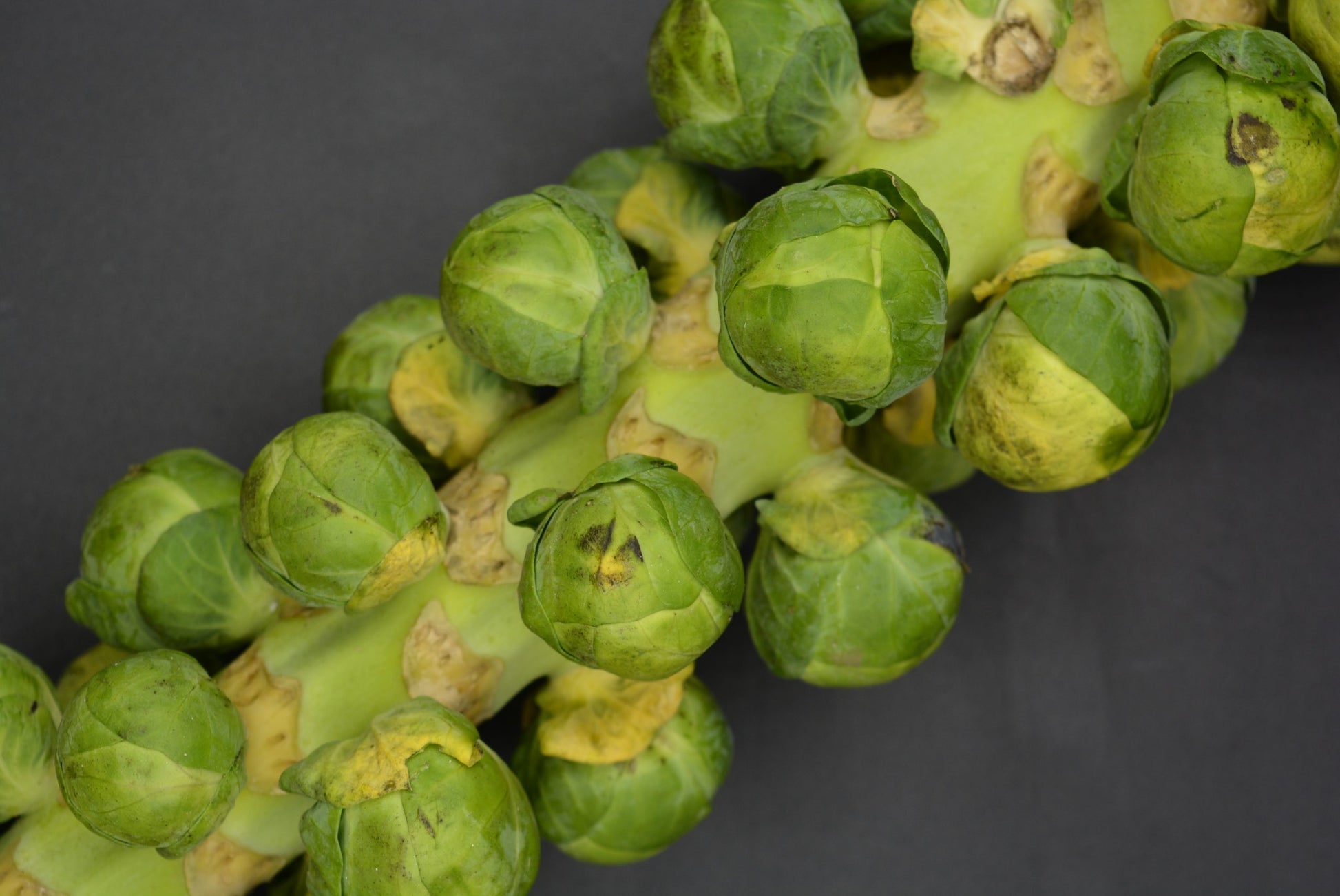 Brussels Sprouts image 0