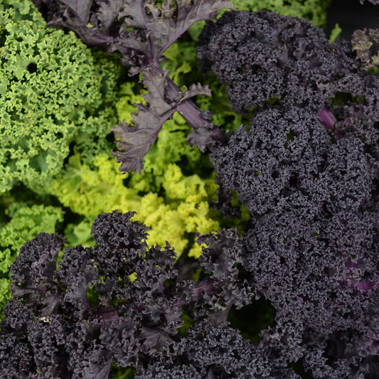 Curly Kale - 300g image 0