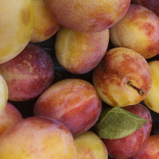 Victoria Plums image 0