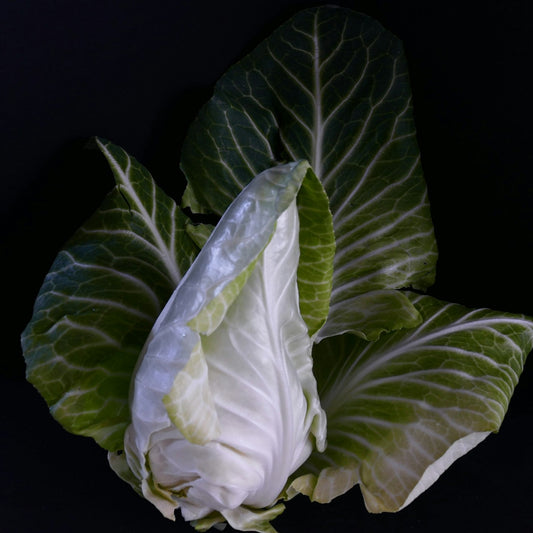 Cabbage leaf on a black background
